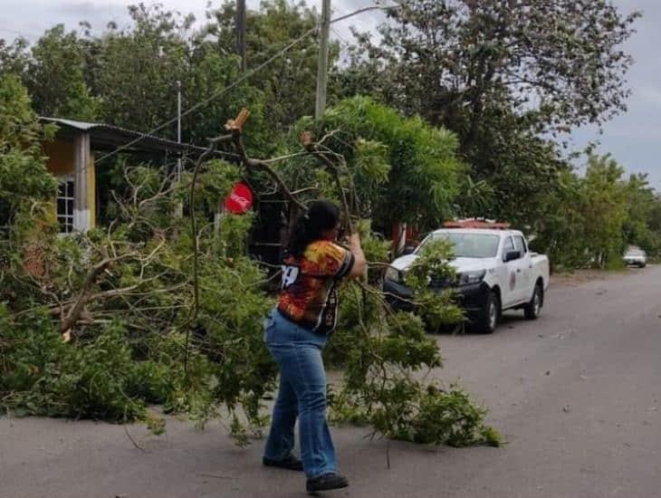 Protección Civil atendió árboles caídos en La Antigua tras paso de norte por frente frío 16