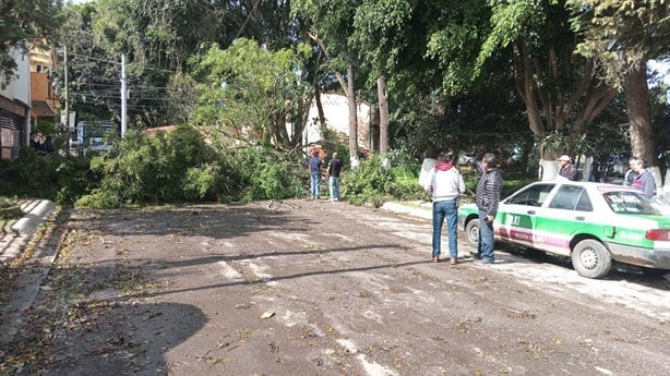 ¿Cuántos árboles cayeron en Xalapa por el frente frío 16?