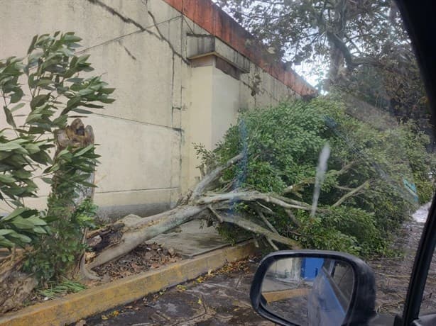 ¿Cuántos árboles cayeron en Xalapa por el frente frío 16?