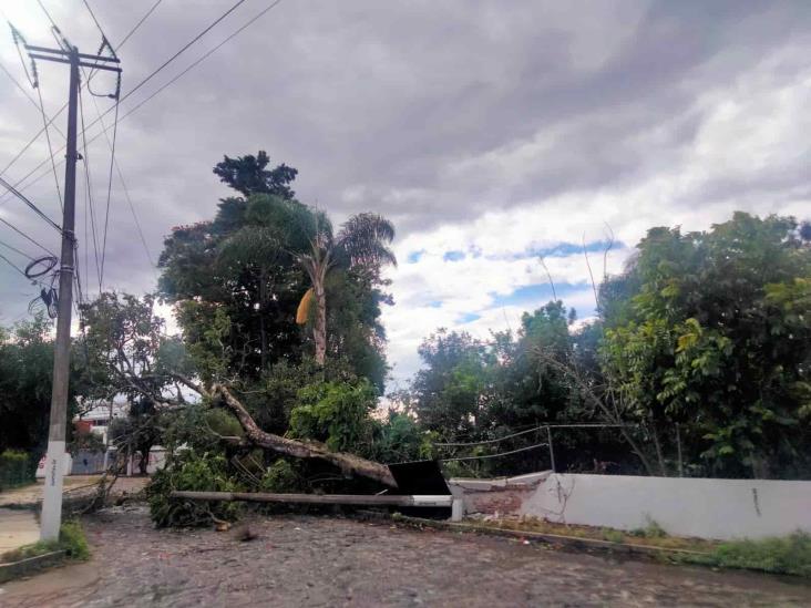 ¿Cuántos árboles cayeron en Xalapa por el frente frío 16?