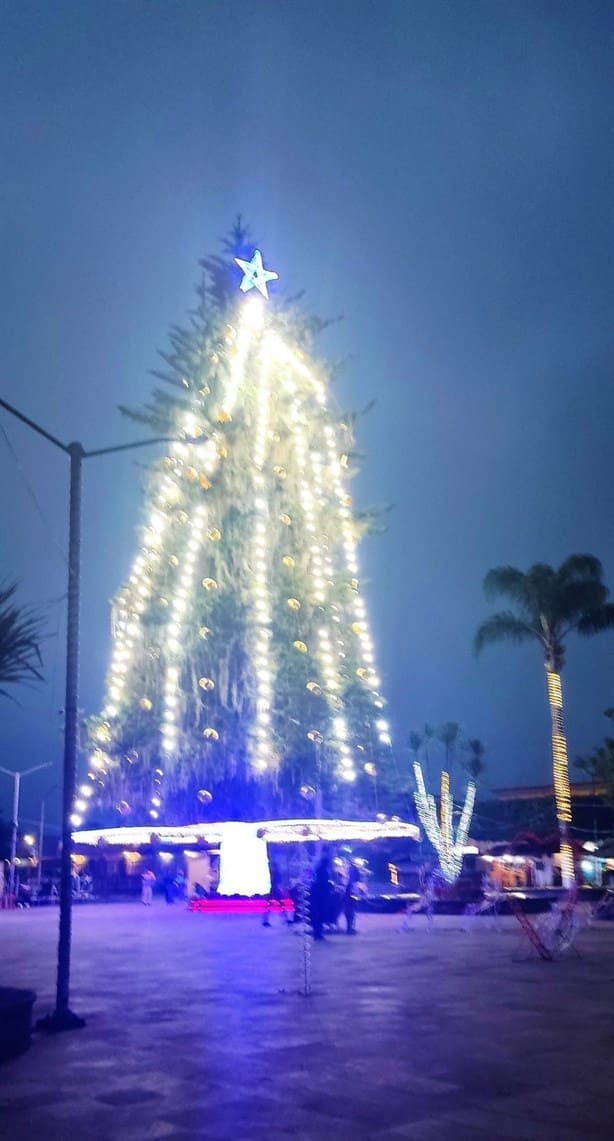 ¿Dónde se encuentra el árbol de Navidad natural más grande de Veracruz?