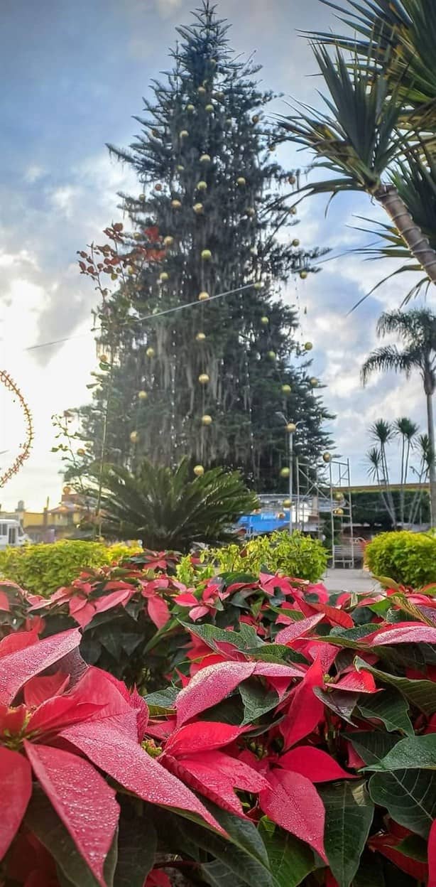 ¿Dónde se encuentra el árbol de Navidad natural más grande de Veracruz?