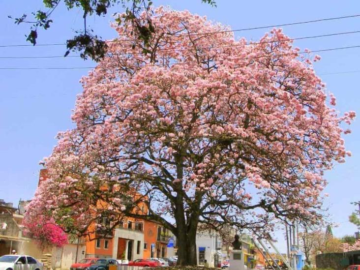 Este es el emblemático árbol rosado de Coatepec