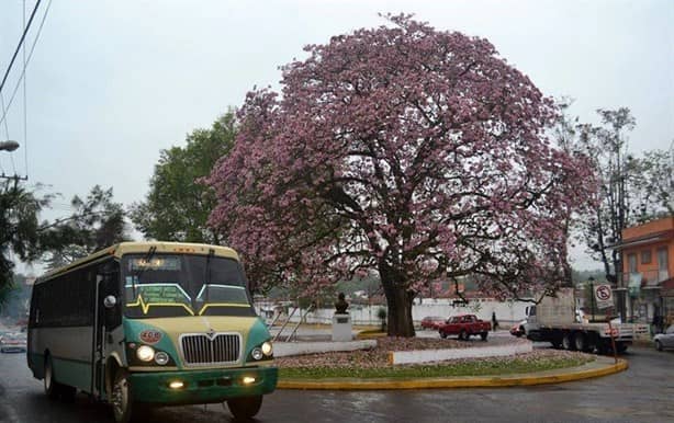 Este es el emblemático árbol rosado de Coatepec