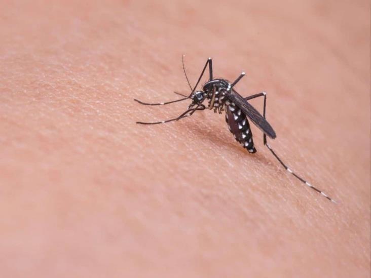 Veracruz, segundo lugar nacional con casos de dengue