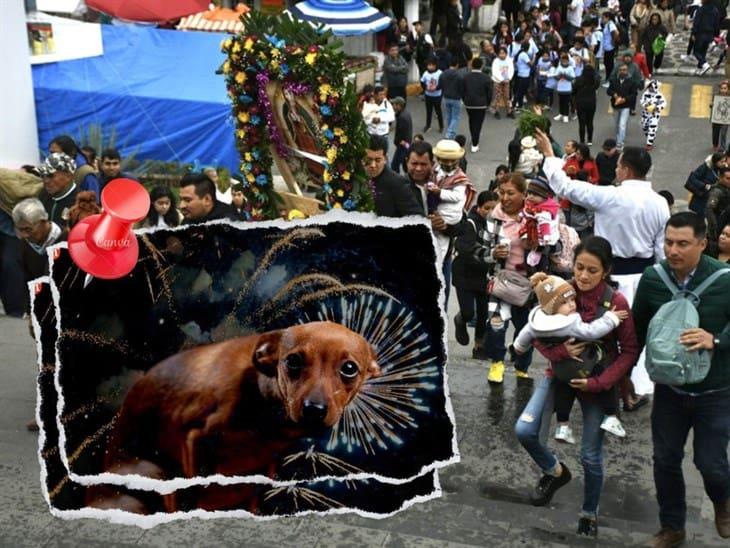 Pirotecnia de guadalupanos deja decenas de perros perdidos en Xalapa