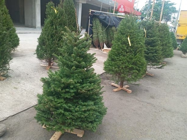 Hasta 3 mil 700 pesos cuestan árboles de Navidad de plástico en Veracruz