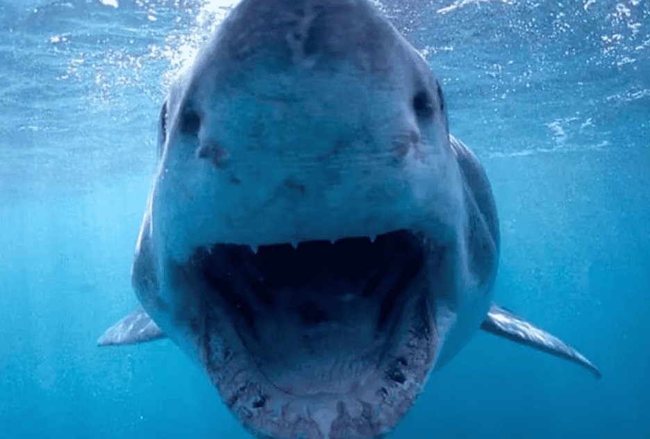 Turista extranjero pierde la vida mordido por un tiburón en Guerrero