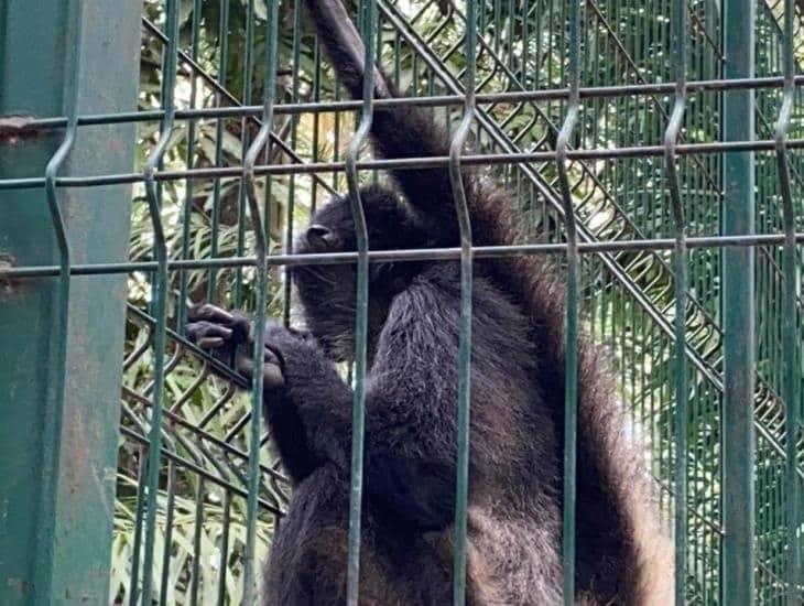 Presentan parque zoológico de Veracruz tras rehabilitación