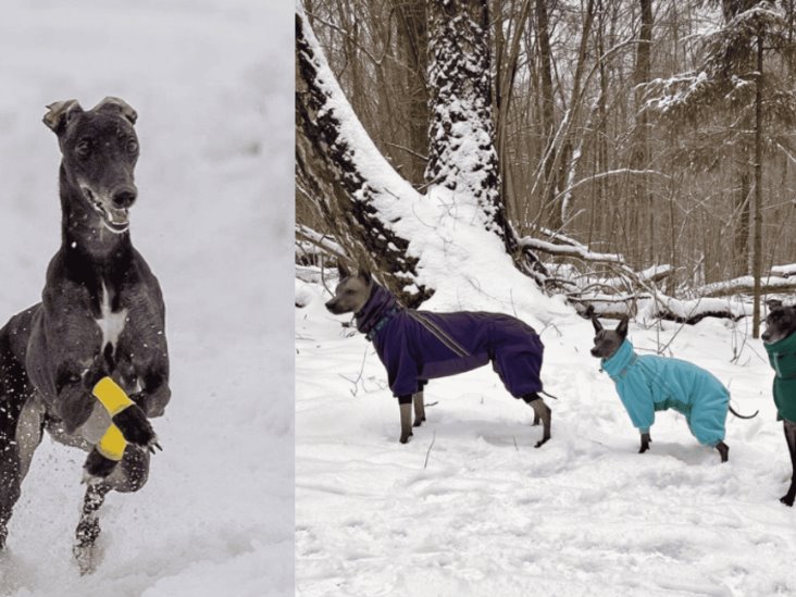 Crianza de Xoloitzcuintle, ¿Rusia podría superar a México?