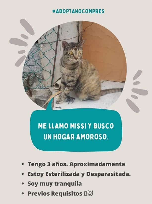 Buscan hogar para perros y gatos rescatados en Orizaba; así los puedes adoptar