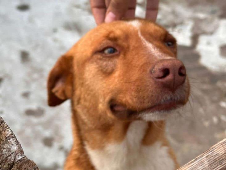 Buscan hogar para perros y gatos rescatados en Orizaba; así los puedes adoptar