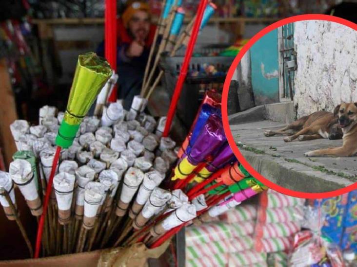 Reportan excesivo uso de pirotecnia y muerte de animales en Xalapa