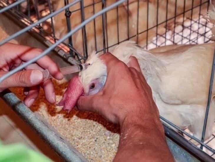 Alerta Sader por influenza aviar de alto contagio