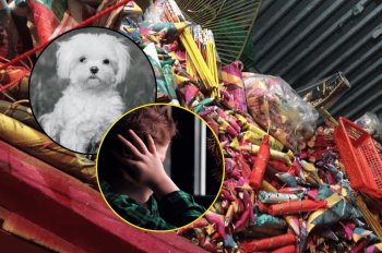 Las víctimas de los “cuetes”: no sólo los perritos sufren