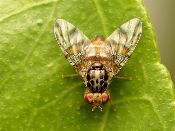 México, EU y Guatemala liberan millones de moscas estériles para combatir plaga