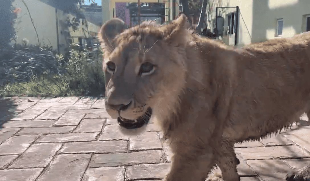 Aseguran a león caminando por la calle en estado de México |VIDEO