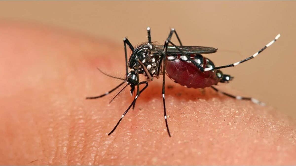 Esta fue la cifra de muertos en Veracruz ocasionados por el dengue