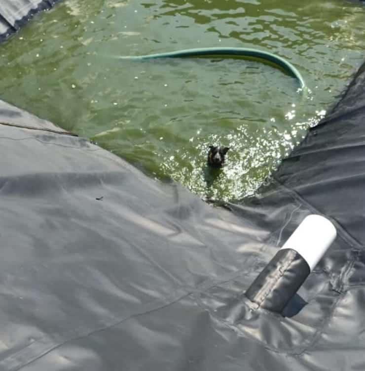 Rescatan a perrita que cayó en pozo de aguas negras en Veracruz tras huir de pirotecnia