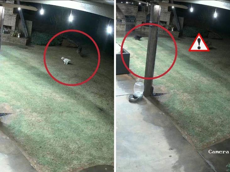 Valiente gata se enfrenta a coyotes y salva al perro de la familia