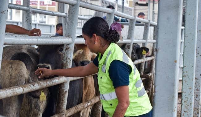 México y Estados Unidos revisaron el ganado bovino en Veracruz, te decimos la razón