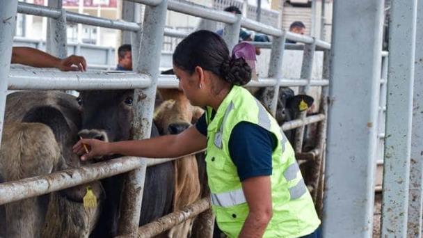 México y Estados Unidos revisaron el ganado bovino en Veracruz, te ...