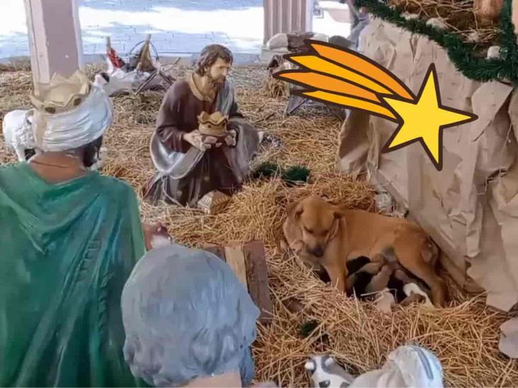 Perrita da a luz en un pesebre de Altotonga (+Video)