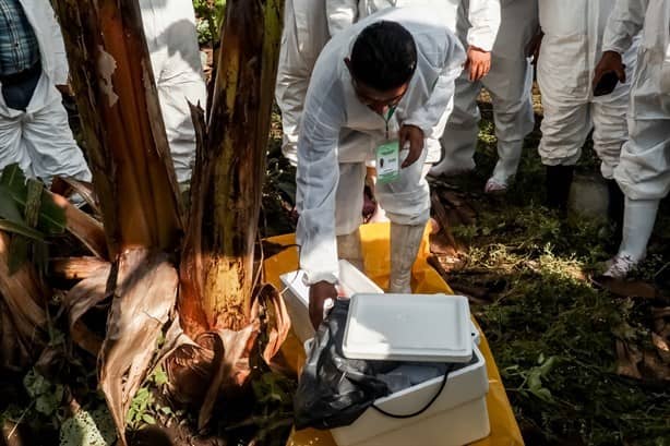 Esta enfermedad combaten agricultores en el plátano mexicano