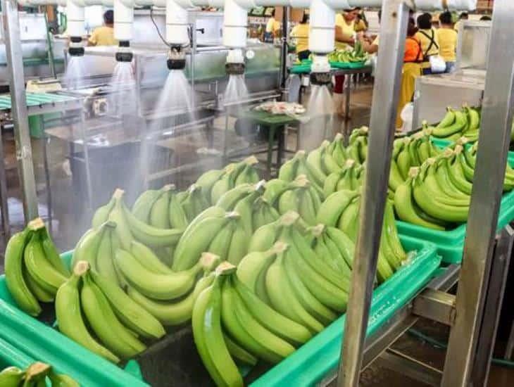 Esta enfermedad combaten agricultores en el plátano mexicano