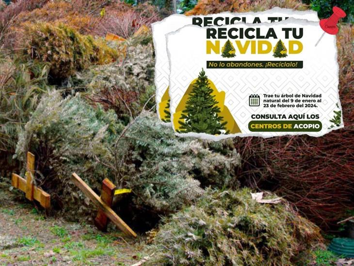 En Xalapa arranca la campaña Recicla tu Navidad, tras finalizar festejos 