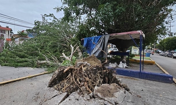 Evento de norte derriba árbol en Poza Rica