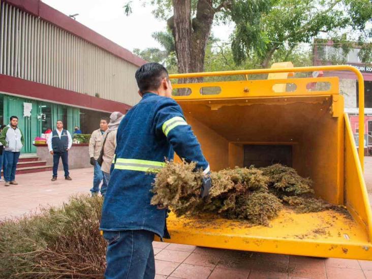 ¿Dónde puedo llevar mi árbol de Navidad para reciclarlo en Poza Rica?