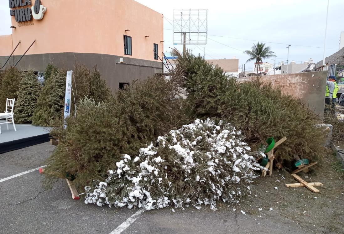 Inicia reciclaje de árboles de Navidad en Boca del Río