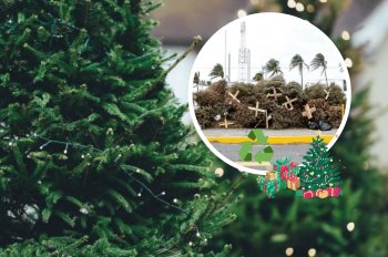 En este lugar de Boca del Río podrás reciclar tu árbol de Navidad