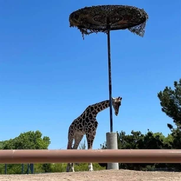 La jirafa Benito podría no ser trasladada a Africam Safari, por negligencia, esto sabemos 