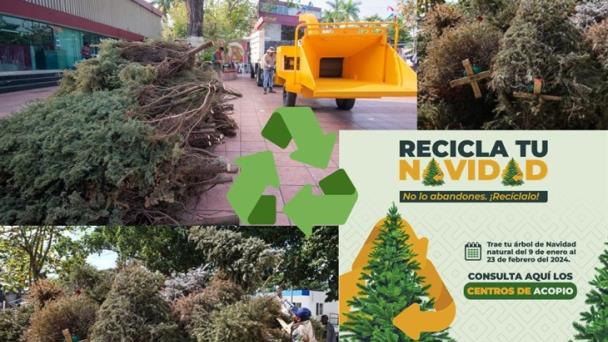 Conoce Dónde Puedes Reciclar En Xalapa Tu árbol De Navidad Estos Son