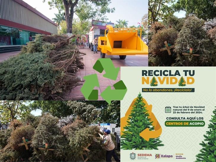 Conoce dónde puedes reciclar en Xalapa tu árbol de Navidad, estos son los centros de acopio