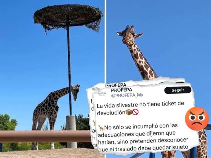 La jirafa Benito podría no ser trasladada a Africam Safari, por negligencia, esto sabemos 