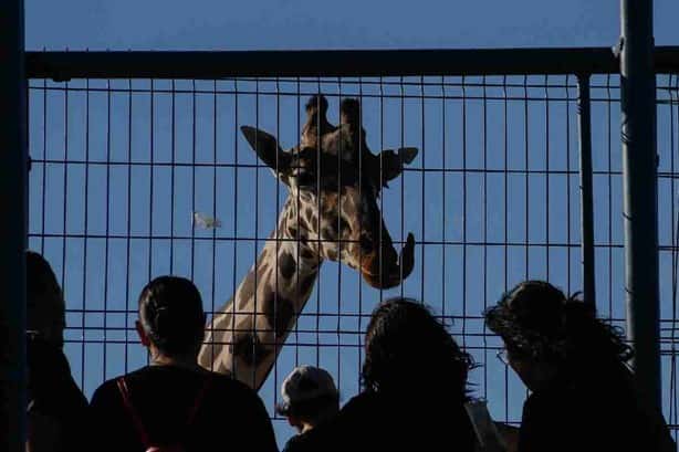 La jirafa Benito podría no ser trasladada a Africam Safari, por negligencia, esto sabemos 