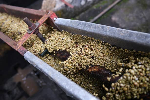 Aromas de Cabañas, el café de Catemaco que conquista con su sabor | VIDEO