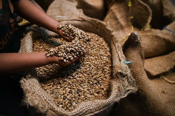 Aromas de Cabañas, el café de Catemaco que conquista con su sabor | VIDEO