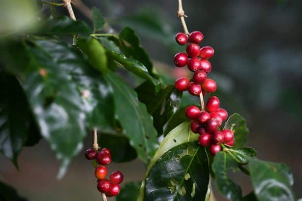 Aromas de Cabañas, el café de Catemaco que conquista con su sabor | VIDEO