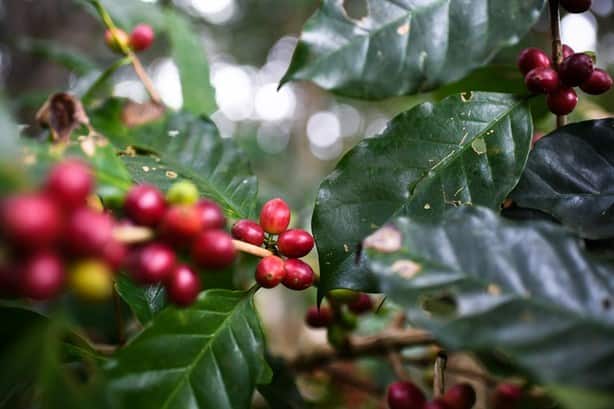 Aromas de Cabañas, el café de Catemaco que conquista con su sabor | VIDEO