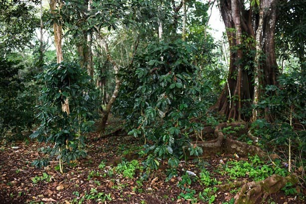 Aromas de Cabañas, el café de Catemaco que conquista con su sabor | VIDEO