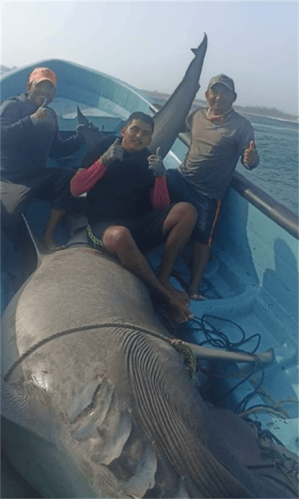 Pescadores de Tabasco atraparon un tiburón gigante; te decimos de que especie se trata
