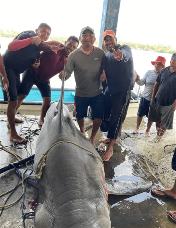 Pescadores de Tabasco atraparon un tiburón gigante; te decimos de que especie se trata