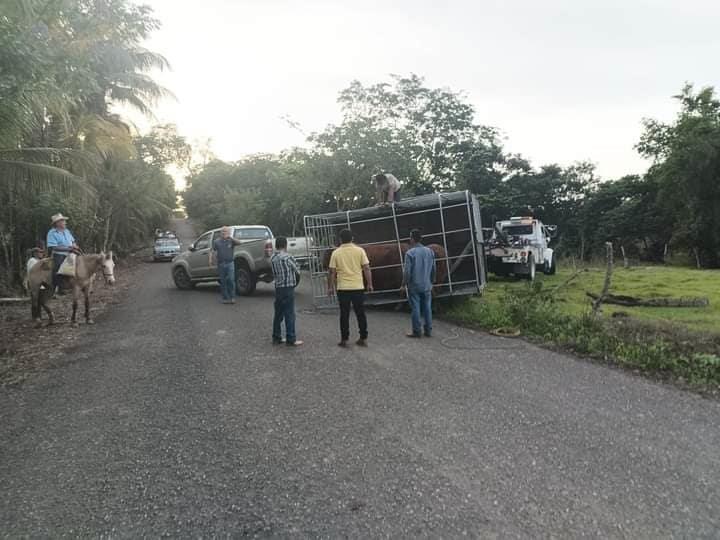 Avería en carretera Misantla-Martínez de la Torre pone en riesgo a ganado