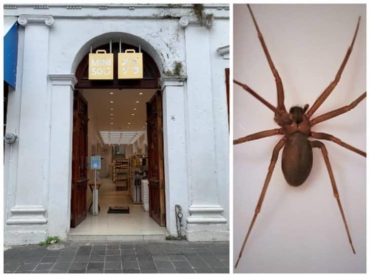 Araña Violinista ataca a empleado de Miniso de Xalapa, acaba en el hospital