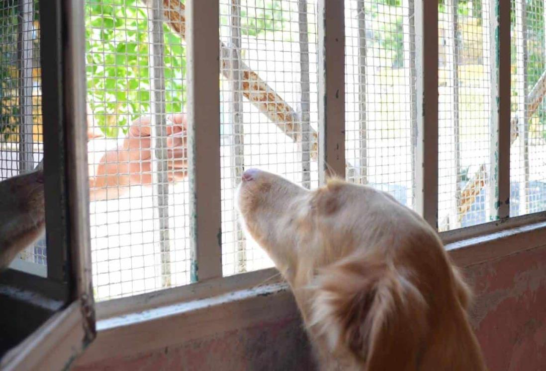 Al menos 30 perros perdidos por pirotecnia rescató el albergue La Roca en Veracruz