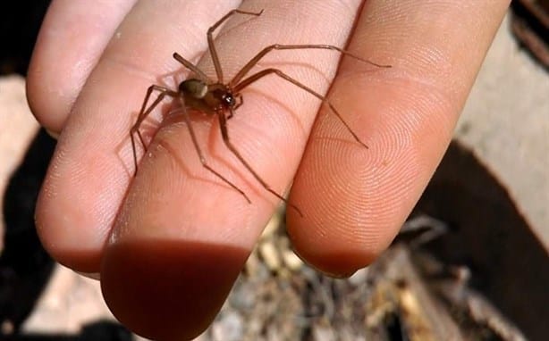 Araña violinista ¿Qué puedes hacer ante una picadura?